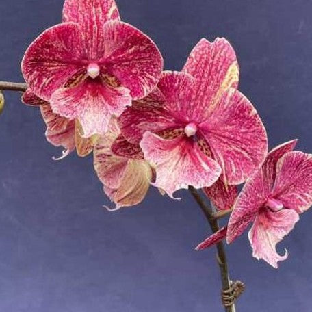 173391100081-Phal.%20King%20Car%20Marble%20'JC717-2'%20%E8%8A%B12.jpg