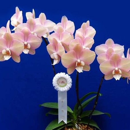 173396614711-Phal.%20King%20Car%20Rainbow%20Fantasy%20%E8%8A%B12.jpg