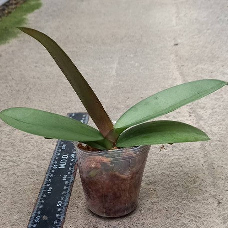 173398538332-Phal.%20(Da%20Shang%20Rosy%20Clouds%20%C3%97%20OX%20King)%20%C3%97%20(Ever%20Spring%20Peral%20%C3%97%20Da%20Shang%20Rosy%20Clouds)%20%E6%A4%8D%E6%A0%AA2.5''1.jpg