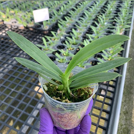 173398794112-Phal.%20pulcherrima%20var.%20coerulea%20splash%20%E6%A4%8D%E6%A0%AA2.5''1.jpg