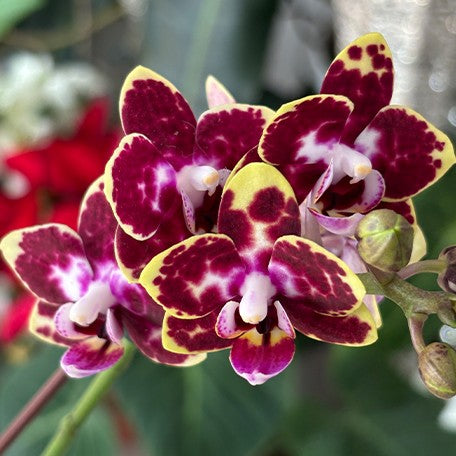 173405620778-Phal.%20Charming%20Cafecat%20'0743'%20%E8%8A%B12.jpg