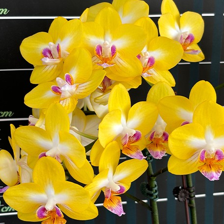 173407832342-Phal.%20Yen%20Shuai%20Sweet%20Girl%20'Shiny%20Girl'%20%E8%8A%B12.jpg