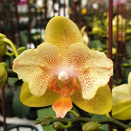 173408199339-Phal.%20Little%20Emperor%20'560'%20(peloric%20-%202%20eyes)%20%E8%8A%B11.jpg