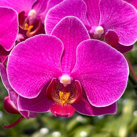 173433870668-Phal.%20ARK'S%20Little%20Pink%20189%20%E8%8A%B11.jpg