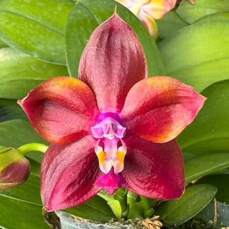 173520752813-Phal.%20Mituo%20Obsidian%20'Three%20Headed%20Dog'%20%E8%8A%B11.jpg