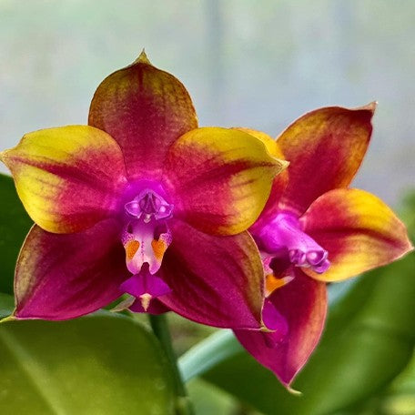 173520752879-Phal.%20Mituo%20Obsidian%20'Three%20Headed%20Dog'%20%E8%8A%B12.jpg