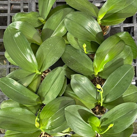 173520754831-Phal.%20Mituo%20Obsidian%20'Three%20Headed%20Dog'%20%E6%A4%8D%E6%A0%AA2.5''1.jpg
