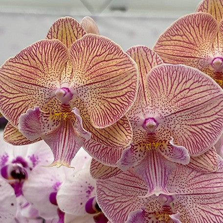 173528017838-Phal.%20Ultimate%20Shine%20%E8%8A%B11.jpg