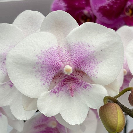 173529048229-Phal.%20'SOGO%20F8603'%20%E8%8A%B11.jpg