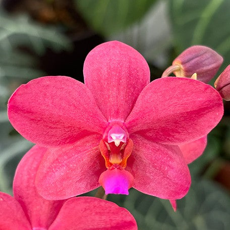 173529440378-Phal.%20Buddha's%20Treasure%20%E8%8A%B11.jpg