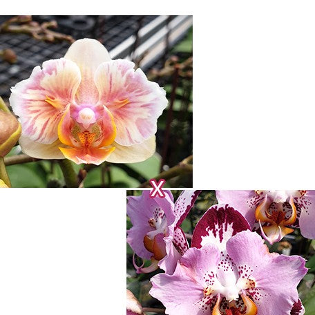173563267410-Phal.%20Yellow%20Shine%20Girl%20%C3%97%20Fangmei%20Black%20Piano%20%E8%8A%B11.jpg