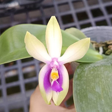 173563478393-Phal.%20bellina%20'Fire'%20%C3%97%20sib%20%E8%8A%B15.jpg