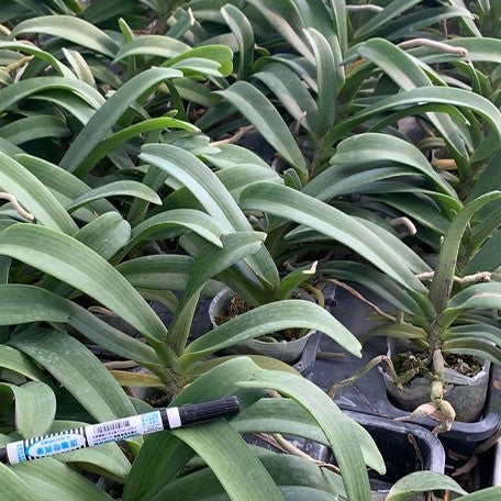 173563683918-Rhy.%20gigantea%20%C3%97%20sib%20%E6%A4%8D%E6%A0%AA2.5''1.jpg