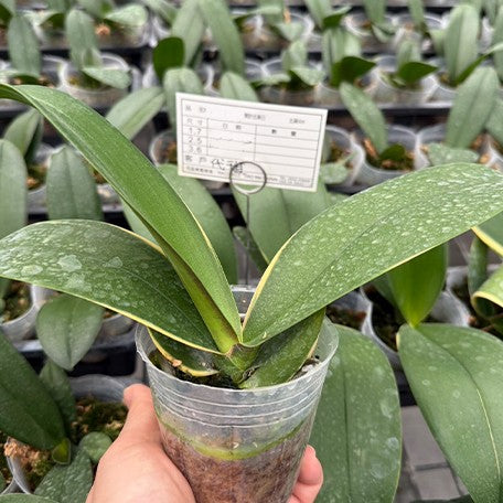 173586630187-Phal.%20Little%20Gem%20Stripes%20(variegata)%20%E6%A4%8D%E6%A0%AA2.5''1.jpg