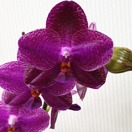173589431521-Phal.%20Sentra%20%C3%97%20Black%20Eagle%20%E8%8A%B13.jpg