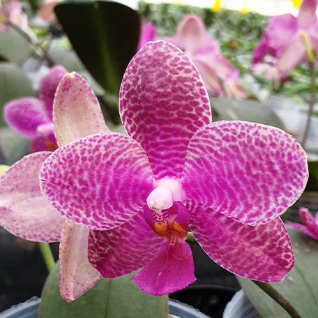 173589431568-Phal.%20Sentra%20%C3%97%20Black%20Eagle%20%E8%8A%B12.jpg