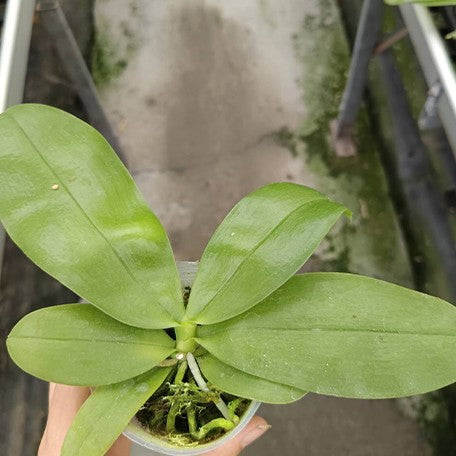 173589696095-Phal.%20violacea%20var.%20coerulea%20%C3%97%20sib%20%E6%A4%8D%E6%A0%AA2.5''1.jpg