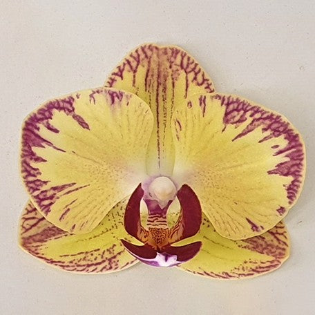 173615641435-Phal.%20Fangmei%20Sweet%20'1451'%20%E8%8A%B11.jpg