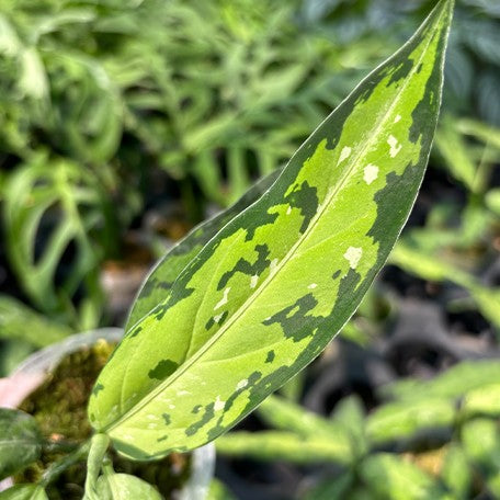 173622920562-Aglaonema%20pictum%20tricolor%20'Star%20Spot'%20%E8%8A%B11.jpg
