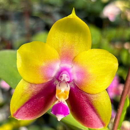 173622939766-Phal.%20Meidarland%20Kaiulani%20'Yellow%20Lion'%20%E8%8A%B12.jpg