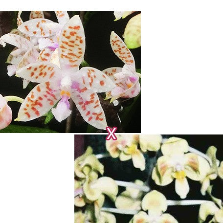 173622996929-Phal.%20(tetraspis-mariae)%20%C3%97%20celebensis%20%E8%8A%B11.jpg