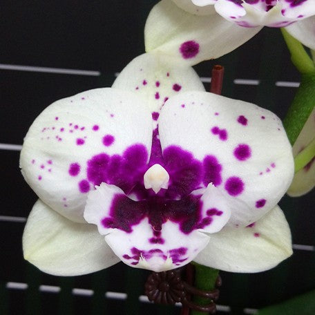 173632412825-Phal.%20Miki%20Golden%20Treasure%20'515'%20%E8%8A%B12.jpg