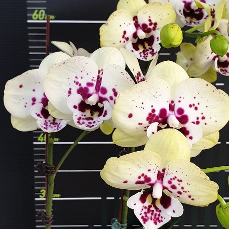 173632412842-Phal.%20Miki%20Golden%20Treasure%20'515'%20%E8%8A%B13.jpg
