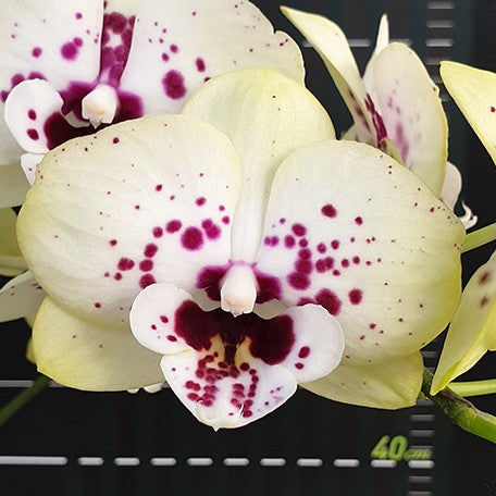 173632412845-Phal.%20Miki%20Golden%20Treasure%20'515'%20%E8%8A%B11.jpg