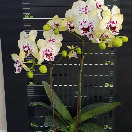 173632412881-Phal.%20Miki%20Golden%20Treasure%20'515'%20%E8%8A%B14.jpg