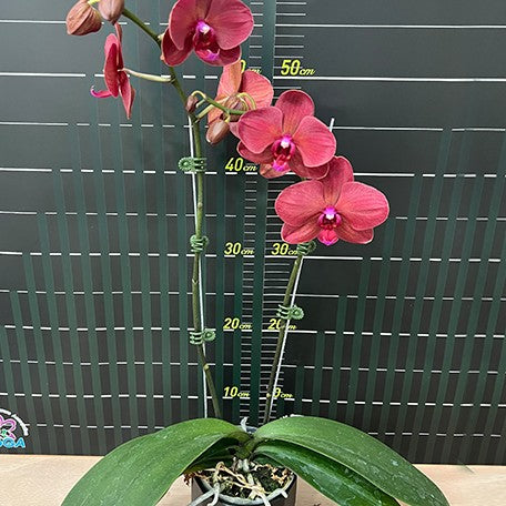 173640768086-Phal.%20Cherry%20Face%20%E8%8A%B13.jpg