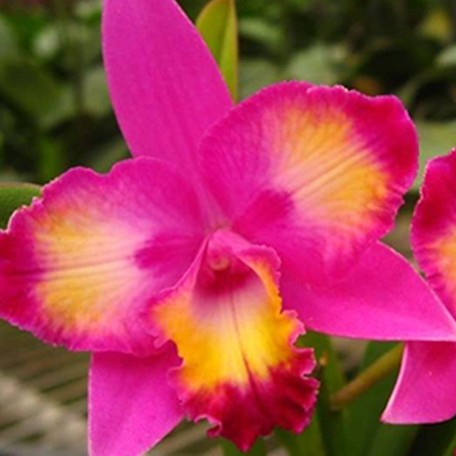 173673586372-C.%20Hawaiian%20Splash%20'Lea'%20%E8%8A%B14.jpg