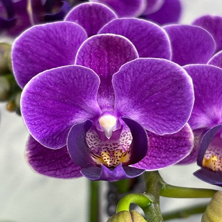 173701340126-Phal.%20Reyoung%20Ultra%20Violet%20%E8%8A%B11.jpg