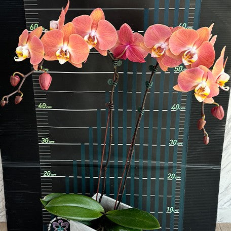 173701433530-Phal.%20Harck%20Salmon%20%E8%8A%B13.jpg