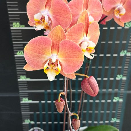 173701433547-Phal.%20Harck%20Salmon%20%E8%8A%B12.jpg