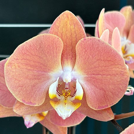 173701433595-Phal.%20Harck%20Salmon%20%E8%8A%B11.jpg