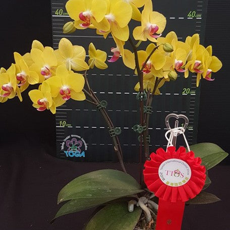 173701495226-Phal.%20OX%20Yellow%20Freed%20%E8%8A%B12.jpg