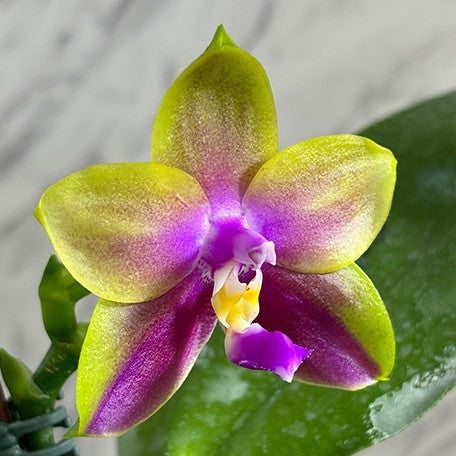 173701642954-Phal.%20Meidarland%20Kaiulani%20'Yellow%20Lion'%20%E8%8A%B13.jpg