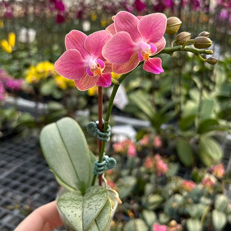 173701792924-Phal.%20Ron-E%20Glamor%20'3252'%20%E8%8A%B12.jpg