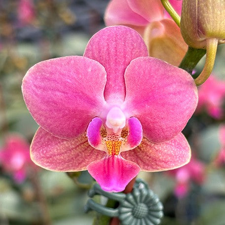173701792948-Phal.%20Ron-E%20Glamor%20'3252'%20%E8%8A%B11.jpg