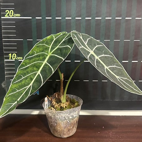 173767747440-Alocasia%20watsoniana%20'3419'%202.5''%E6%A4%8D%E6%A0%AA1.jpg