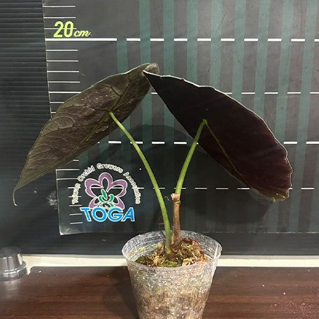 173767747490-Alocasia%20watsoniana%20'3419'%202.5''%E6%A4%8D%E6%A0%AA2.jpg