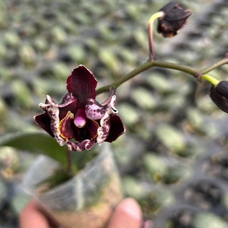 173771353339-Phal.%20Miki%20Phantom%20%E8%8A%B12.jpg
