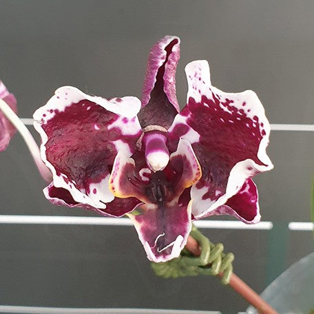 173771353387-Phal.%20Miki%20Phantom%20%E8%8A%B11.jpg