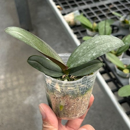 173771355995-Phal.%20Miki%20Phantom%20%E6%A4%8D%E6%A0%AA2.5''1.jpg