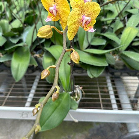 173866650252-Phal.%20TLH%20Gold%20Princess%20'515'%20%E8%8A%B13.jpg