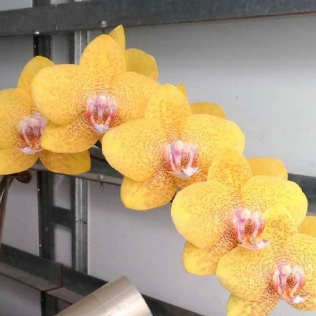 173866650283-Phal.%20TLH%20Gold%20Princess%20'515'%20%E8%8A%B12.jpg