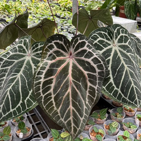 173875442621-Anthurium%20Red%20crystallinum%20%C3%97%20sib%20%E8%8A%B11.jpg