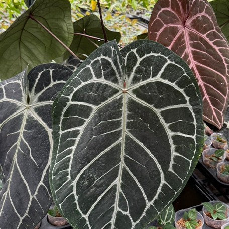 173875442685-Anthurium%20Red%20crystallinum%20%C3%97%20sib%20%E8%8A%B12.jpg