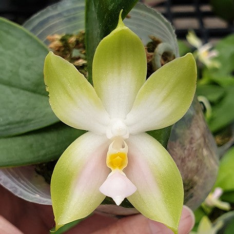 173926481686-Phal.%20bellina%20var.%20pink%20'Fire'%20%C3%97%20sib%20%E8%8A%B11.jpg