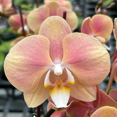 173943129978-Phal.%20OX%20Golden%20Star%20'OX1663'%20%C3%97%20SKB%20Black%20Lace%20%E8%8A%B11.jpg